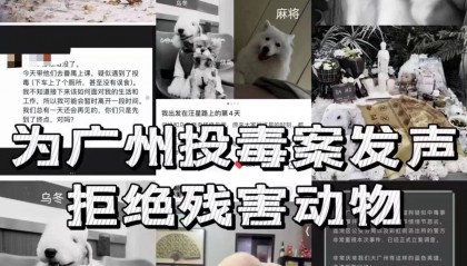 广州多只宠物狗疑遭毒死续：协会称数量增加，警方已介入调查
