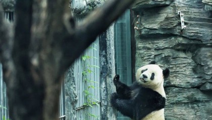 北京动物园来了新成员:大熊猫“吉年”“福将”与游客见面