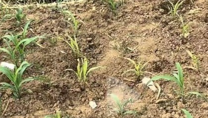 蚌埠一地被曝水污染，网友取水浇苗做实验却被人拔光，警方介入调查