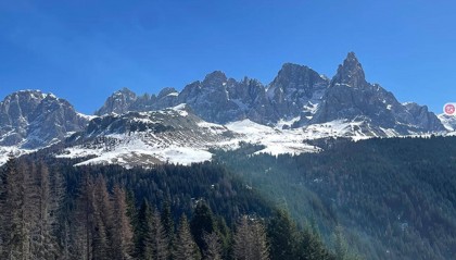 树木间能交流?科学家新发现:云杉树能预料到日食,提前数小时同步信号