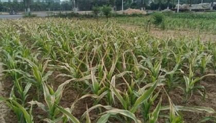 河南内乡再通报“井水浇地后庄稼发黄枯死”：高温致井水全盐量较高，涉事井已封闭