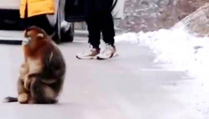 神农架受伤金丝猴蹲路边向人类求助?救护站:已救治,基本恢复健康