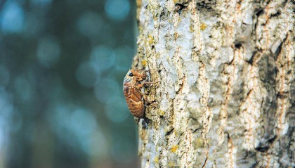 夏夜在公园里抓“季鸟猴”，违规吗？