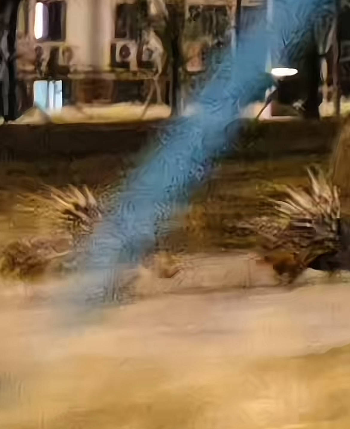 南京街头现两只豪猪横穿马路在人行道上狂奔，当地：有人报过警没抓着，现在应该跑远