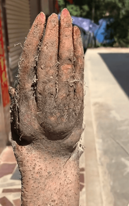 村民在菜地挖出“手掌山药”,五指形状清晰还有“指甲盖”,有人出价8千购买被拒